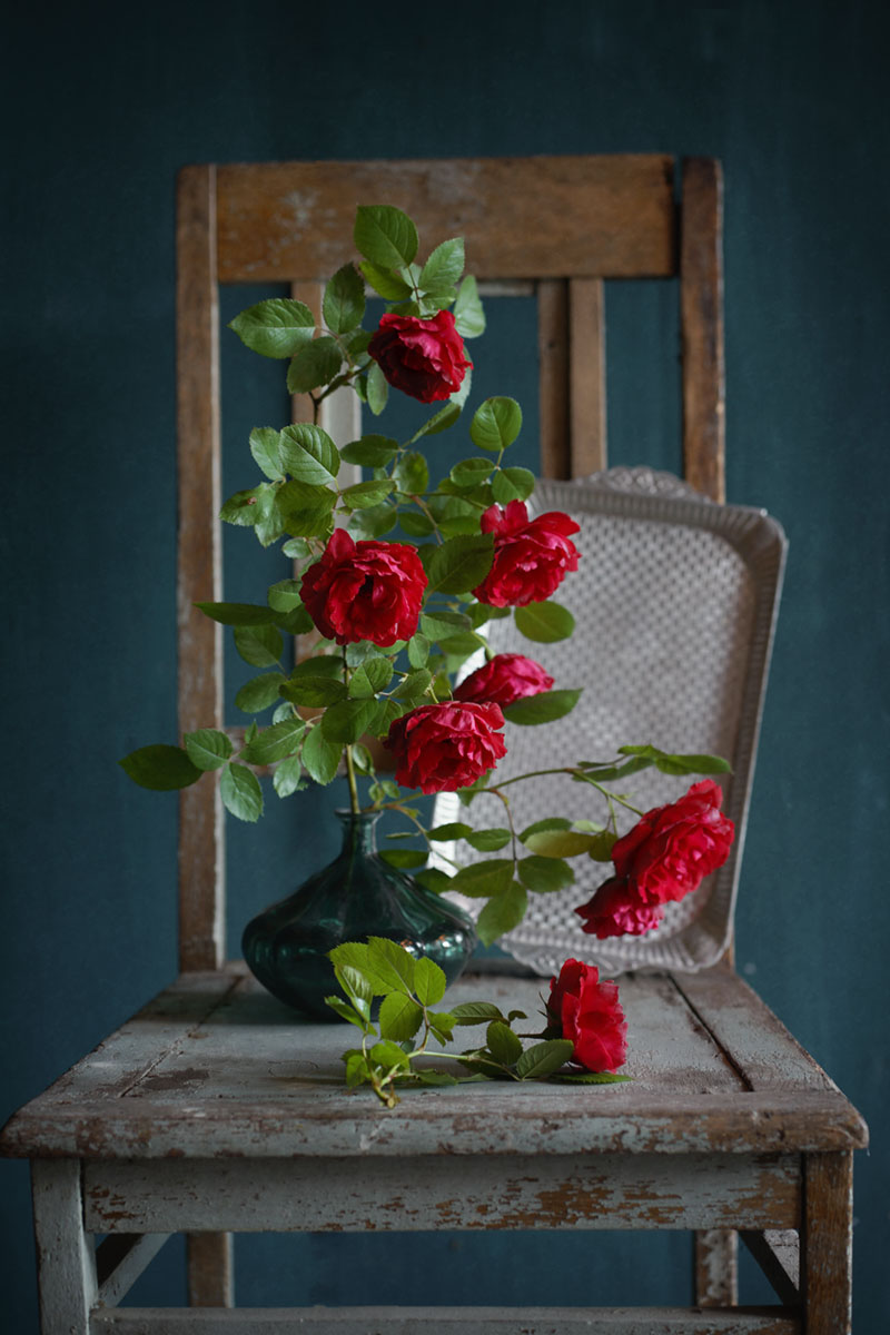 Алые розы упрямо не вяли...