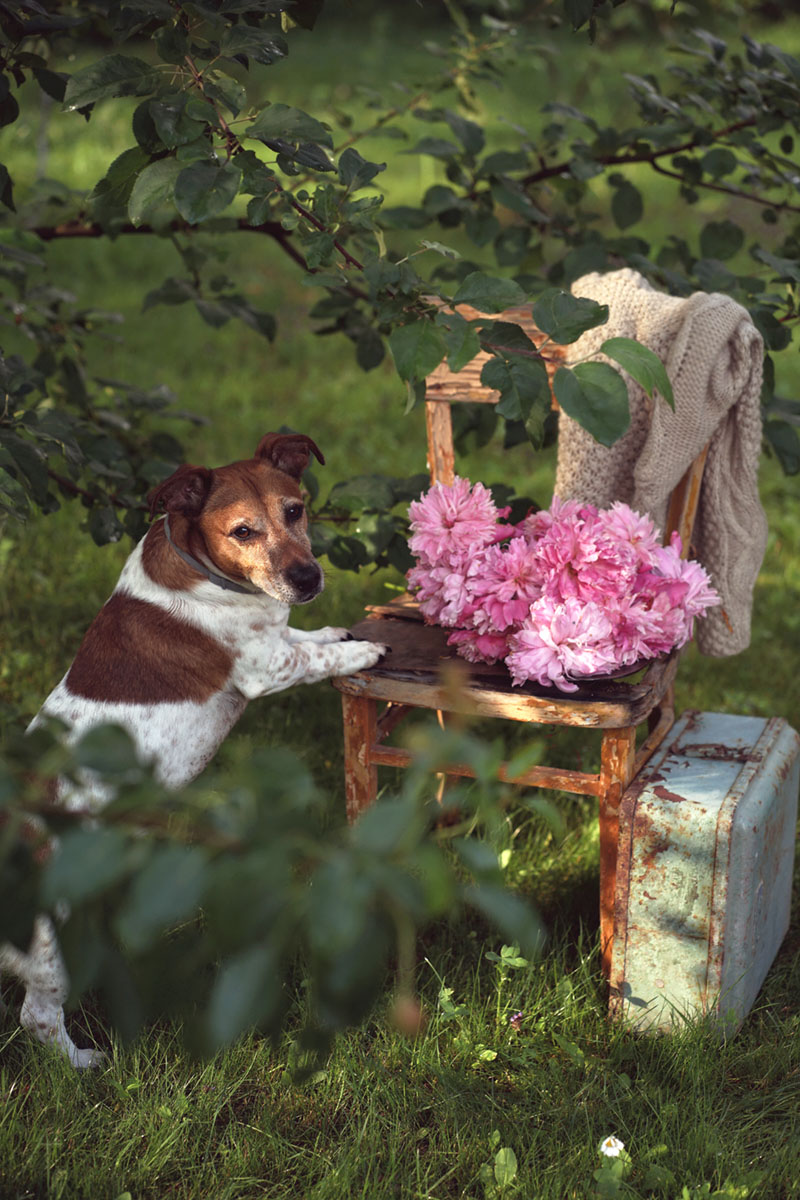"Твои пионы воняют цветами"
