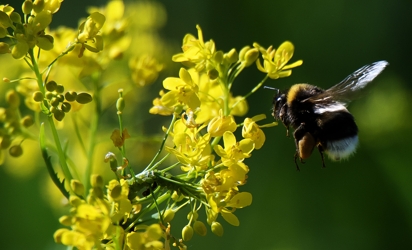 В мире шмелей и пчел.