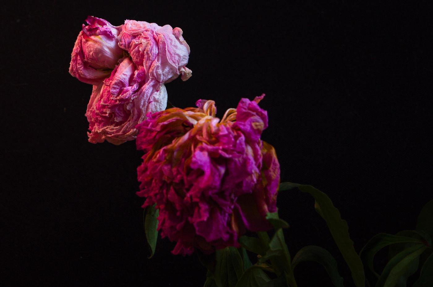 Увядшие пионы.