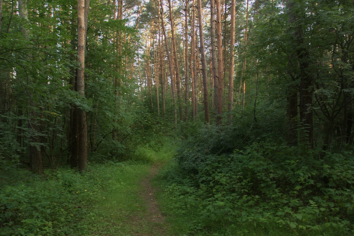 Июньский пейзаж