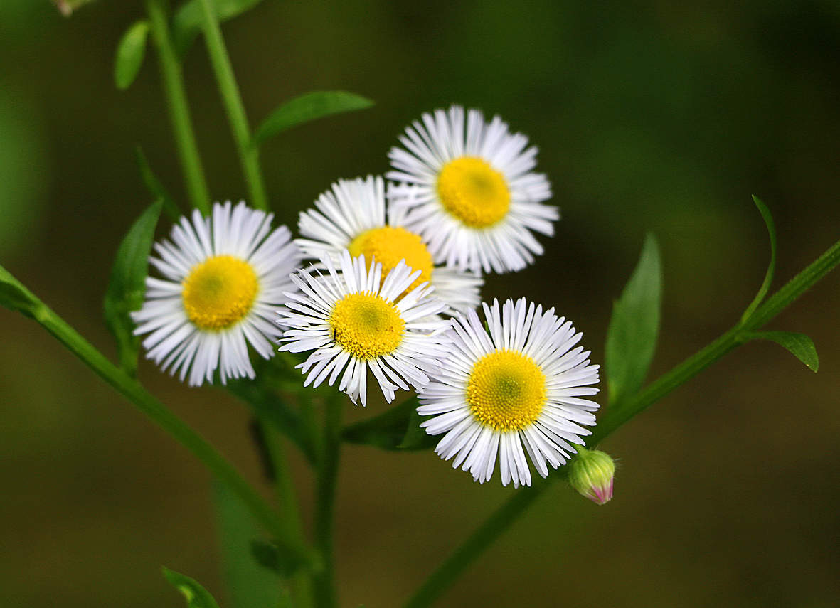 Солнышки-ромашечки