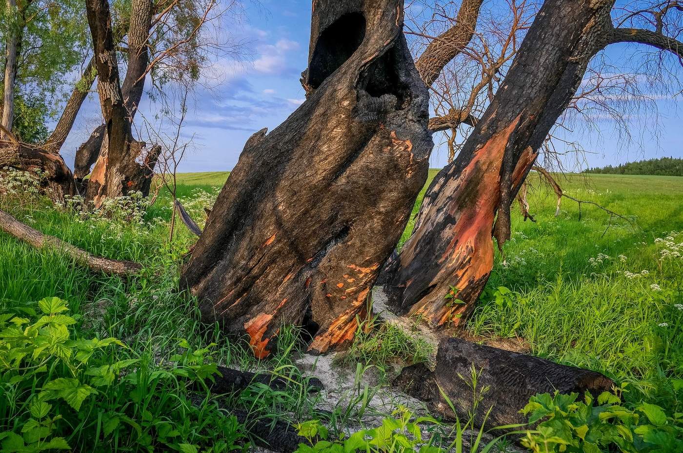 Сгоревшие...