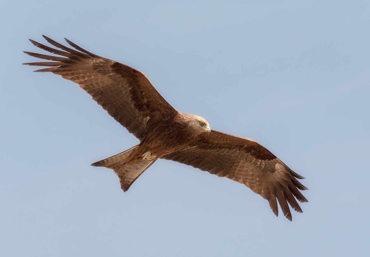 В поисках добычи.