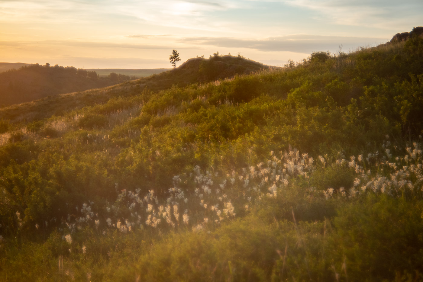 Когда цветёт таволга...
