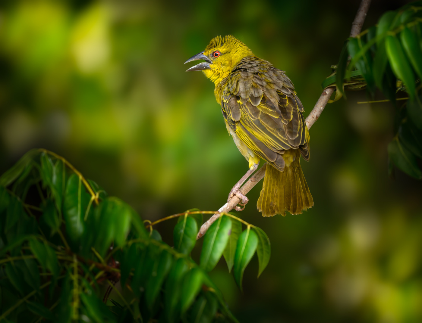 Village weaver (f)