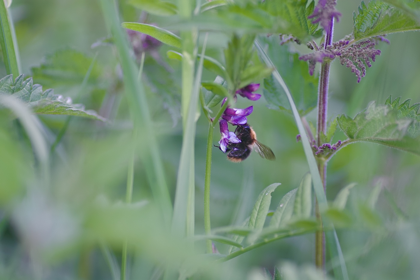 попробую этот!