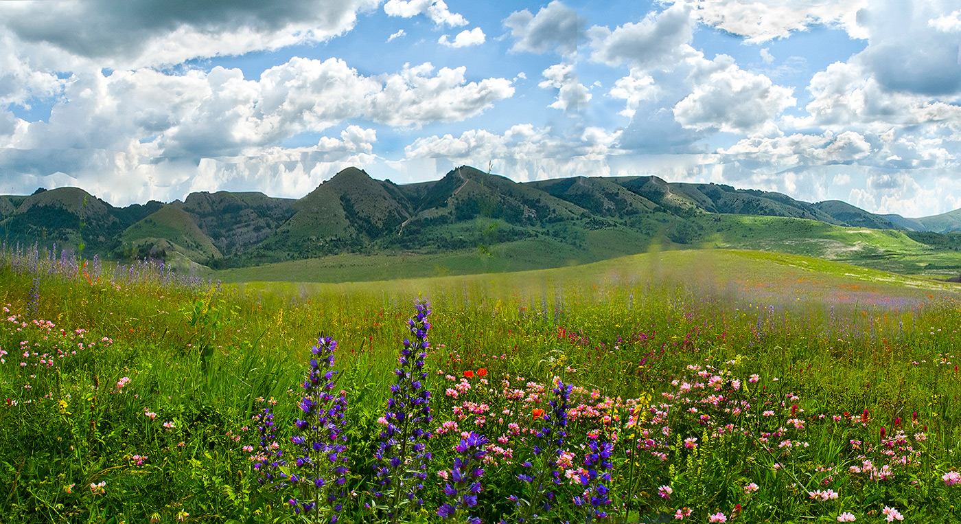 Летний букет