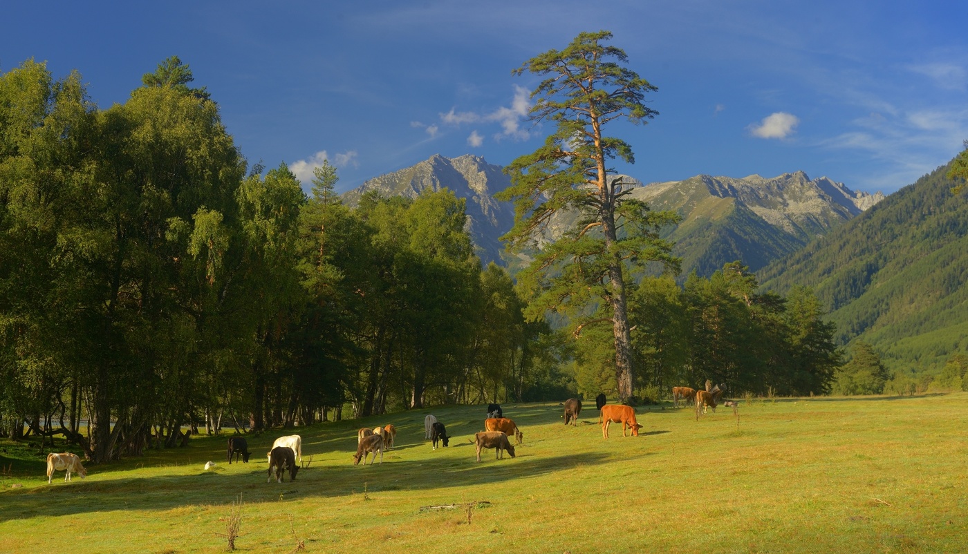 Лето в горах Кавказа