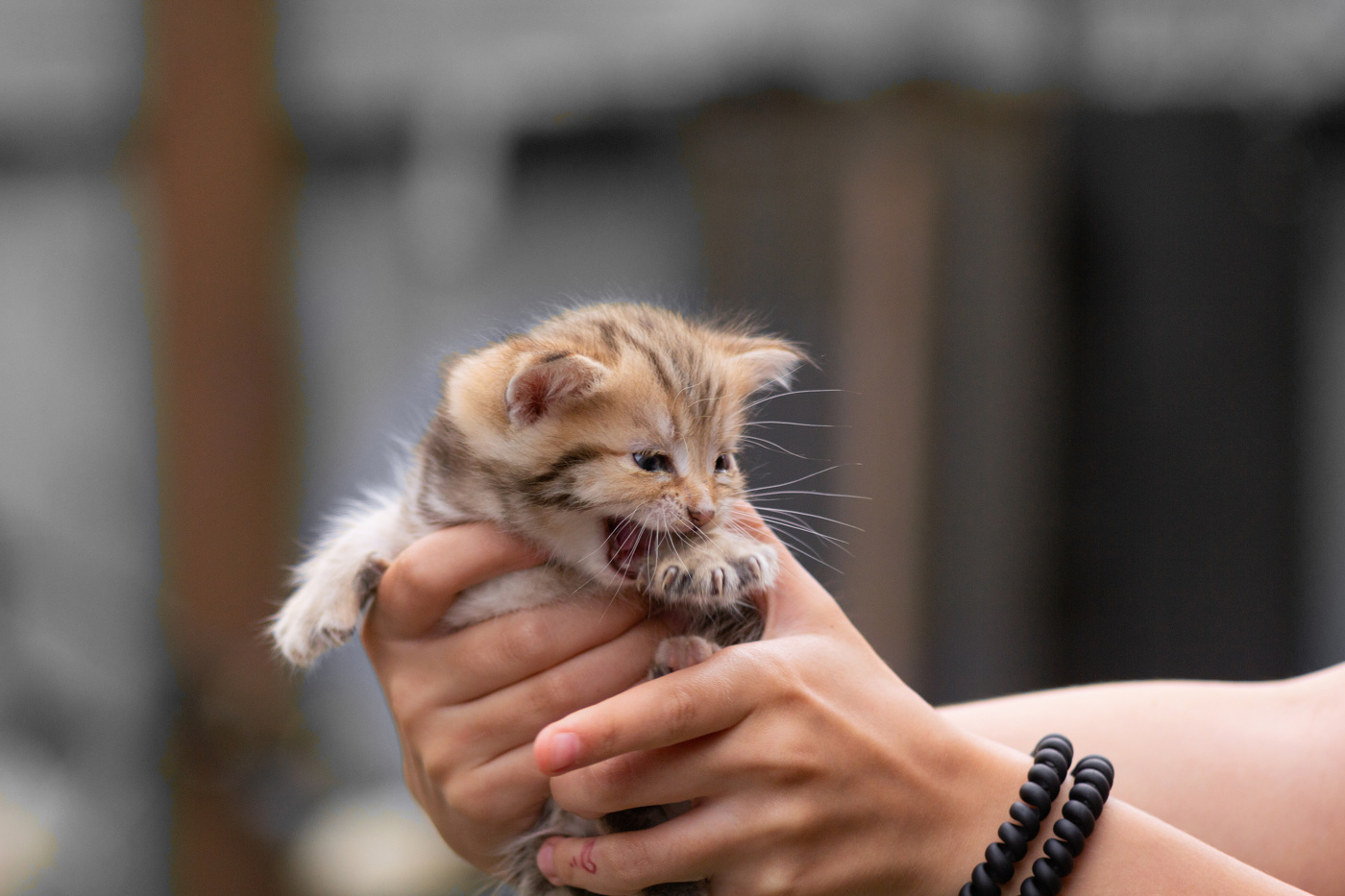 "Отдам в добрые руки".