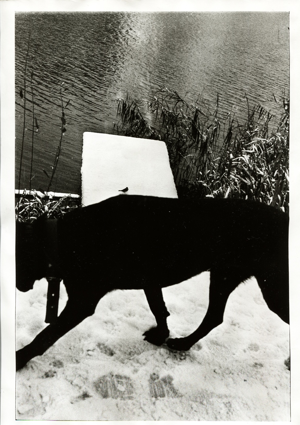 Птичка-невеличка. Фотография никому и ни о чём.