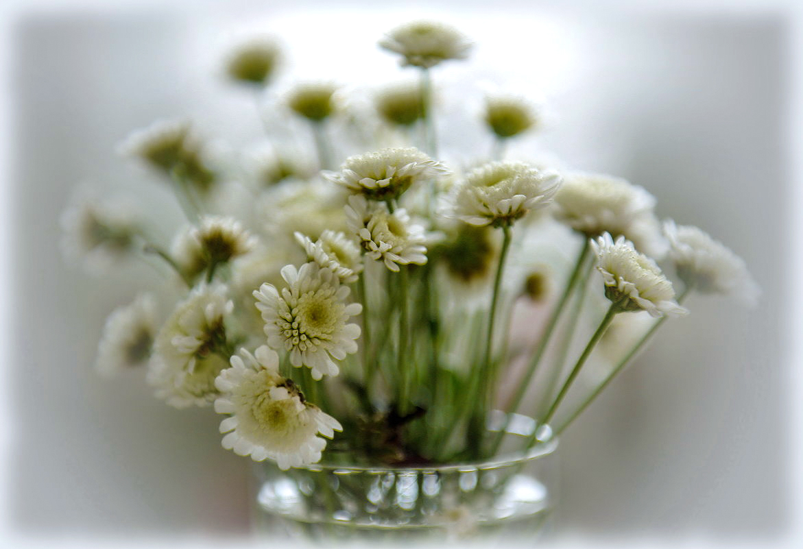 Хризантема мультифлора.