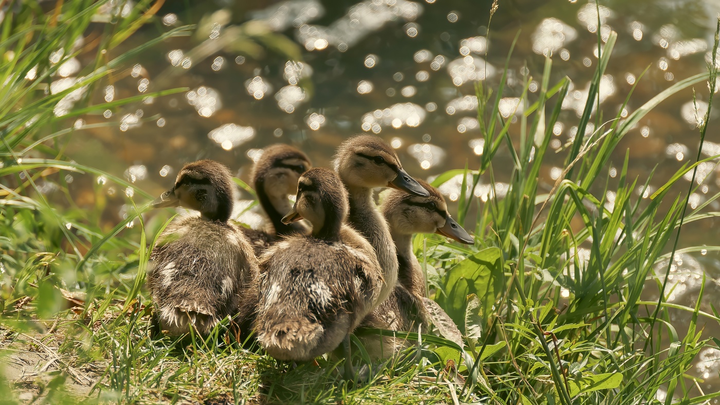 На похожих на утят.