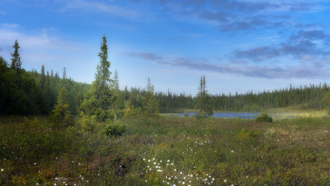 Июнь, пушица...