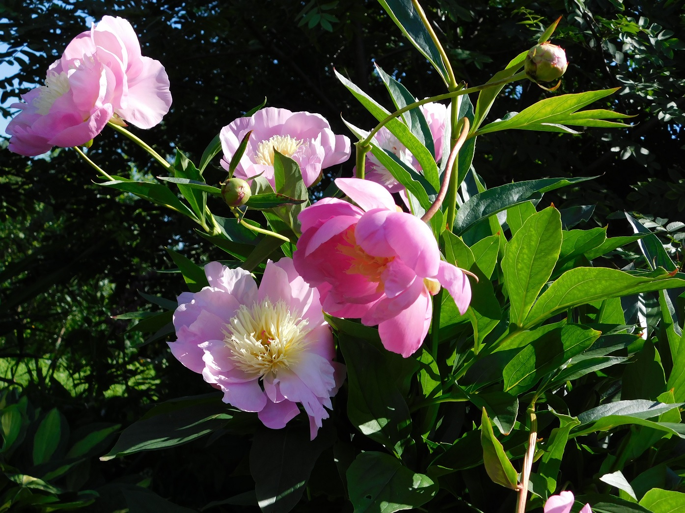 Расцветные