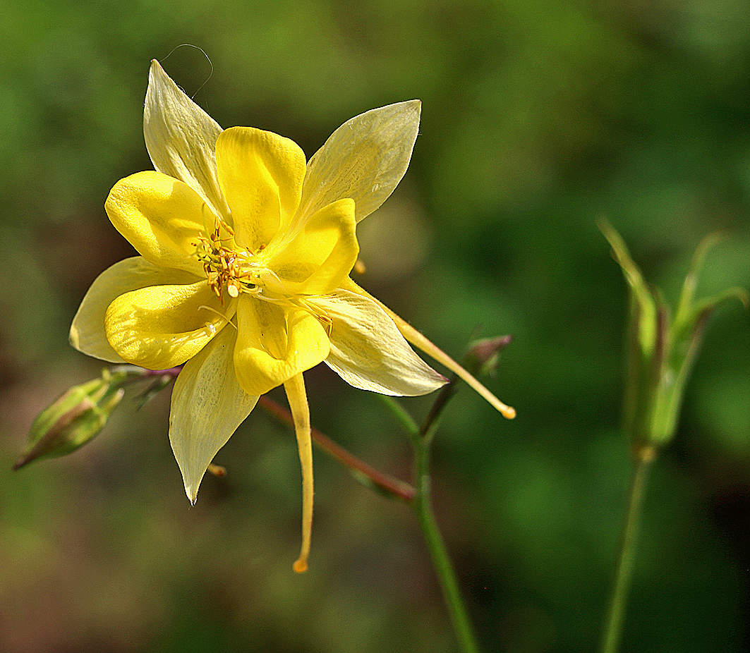Золотая аквилегия