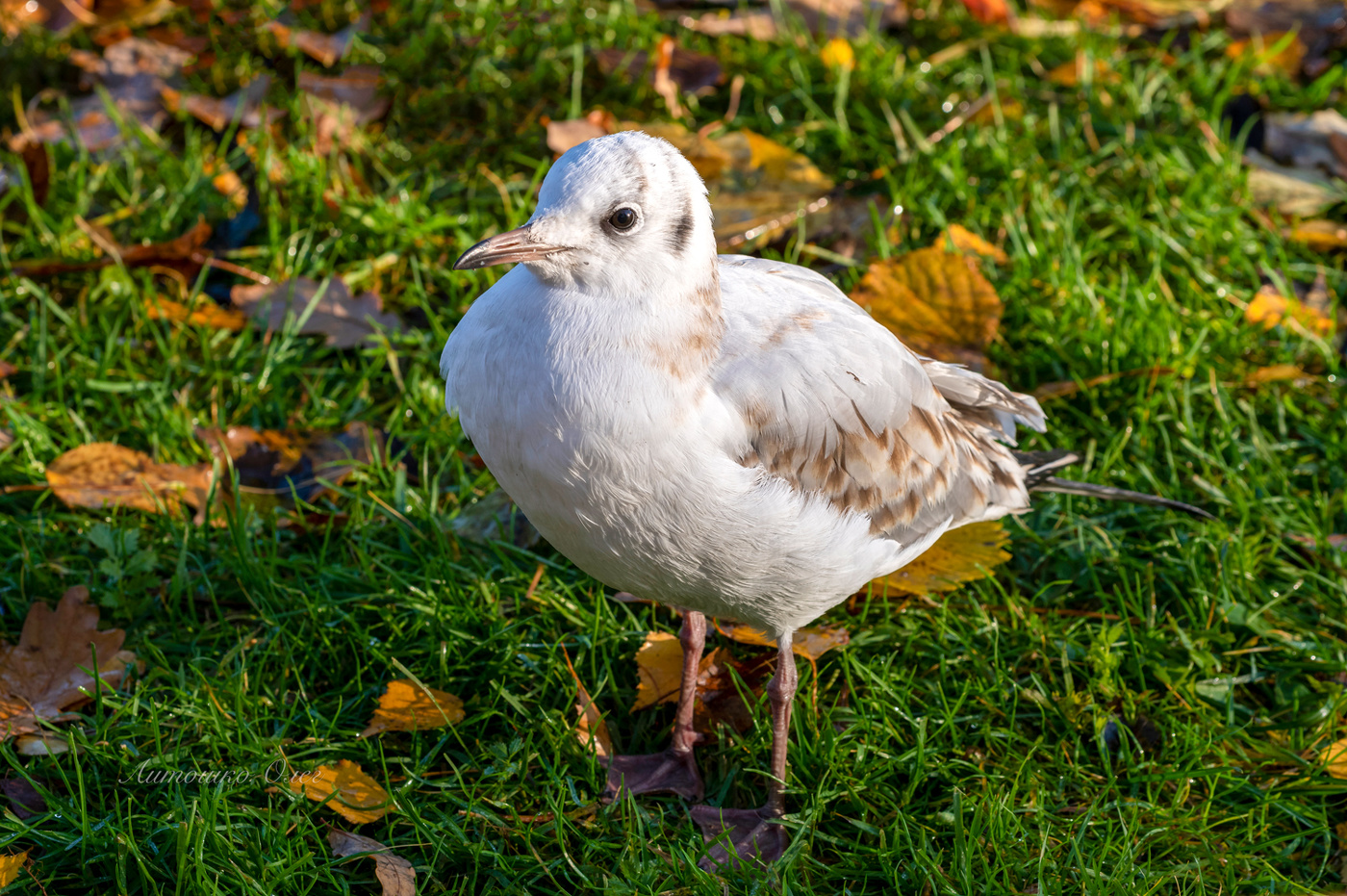 Гатчина осенью.