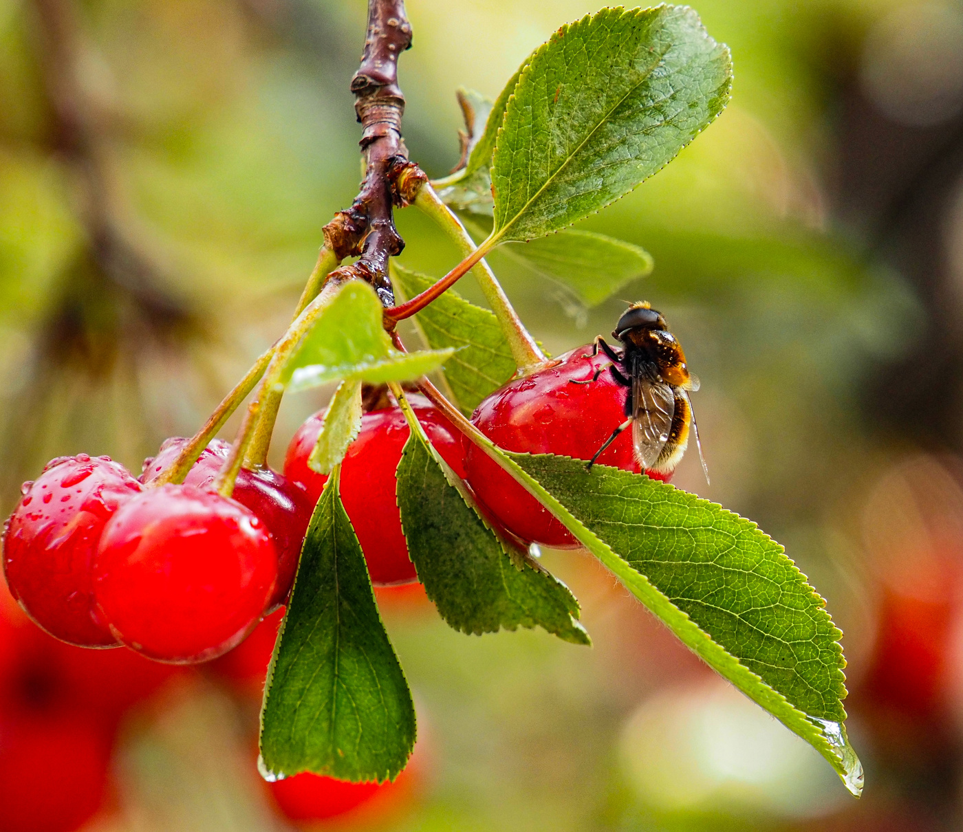 Дождливое лето