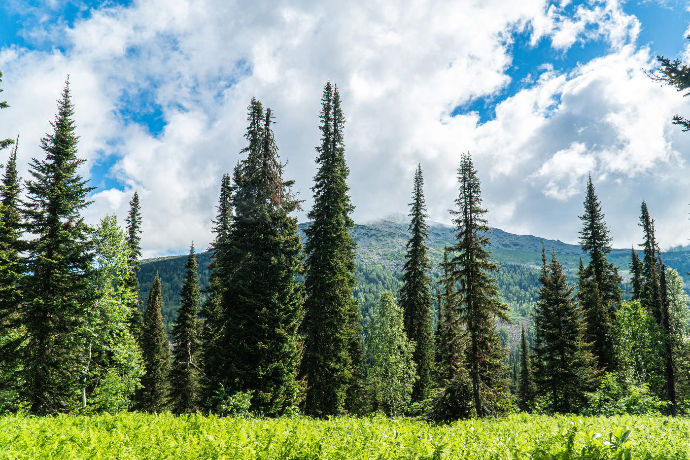 Поднебесные зубья