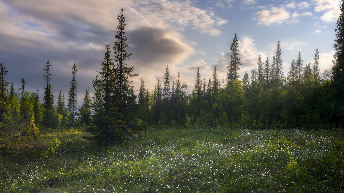 Лисьи тропы