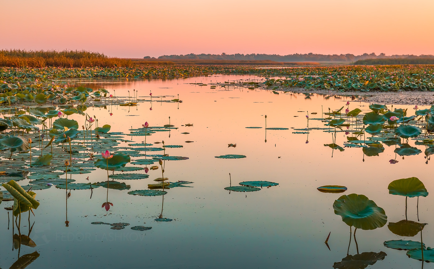 Лотосовый рассвет