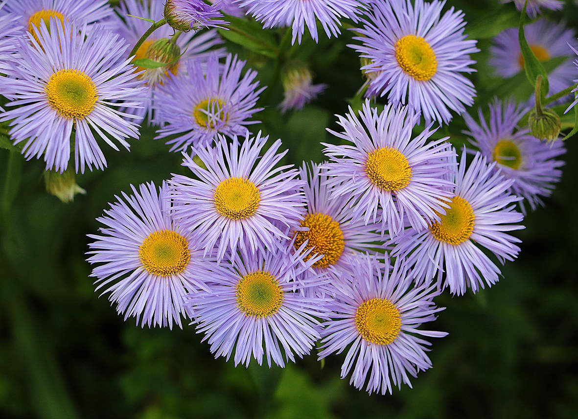 Мелколепестник луговой