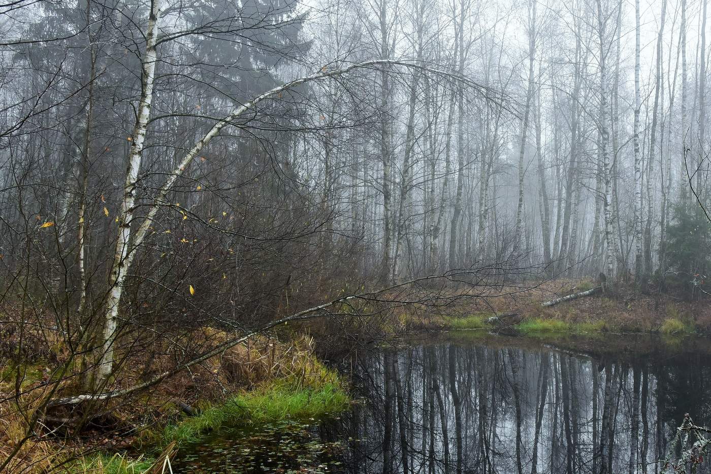 "В лесу на ветке лист последний, как будто зрения обман..."