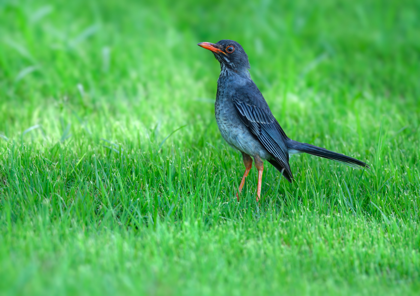 Red-legged thrush
