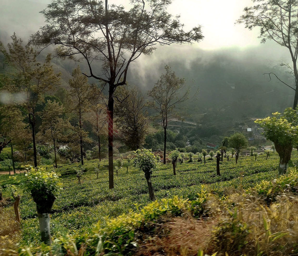 На высокогорной чайной плантации