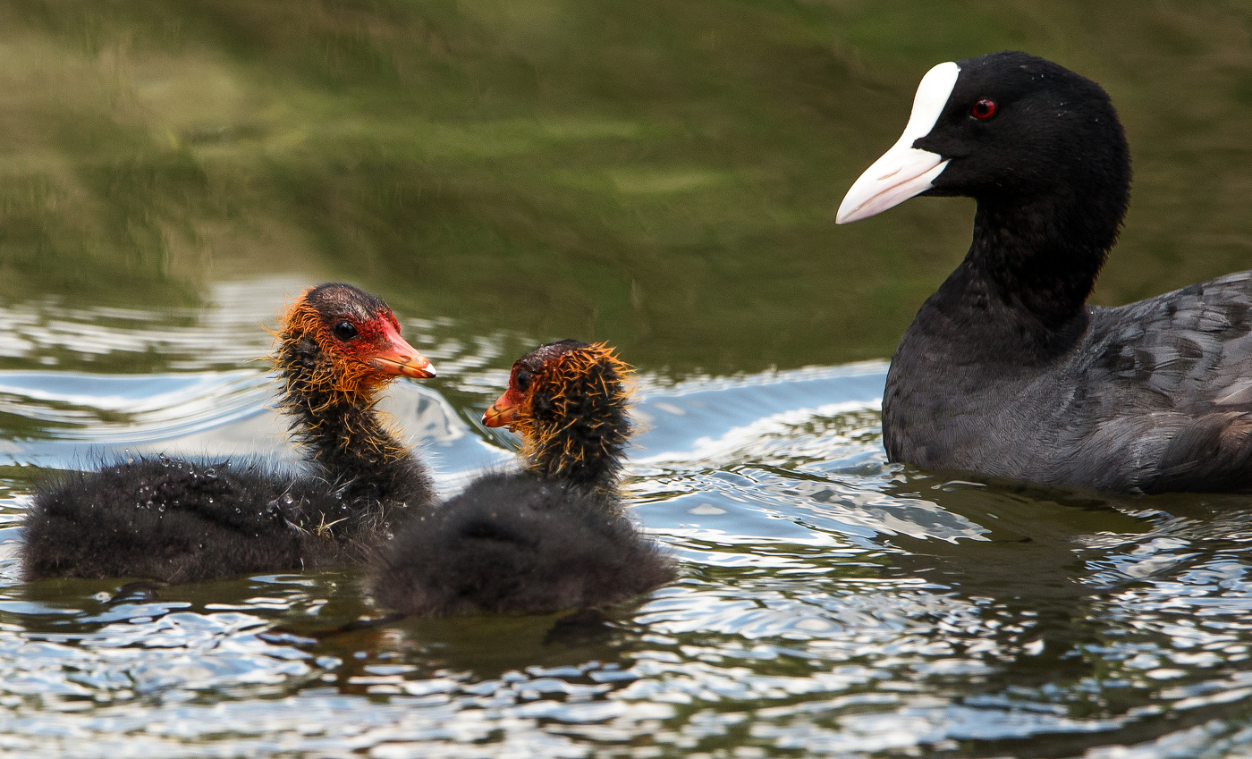 "А ты совсем не похож на маму!"