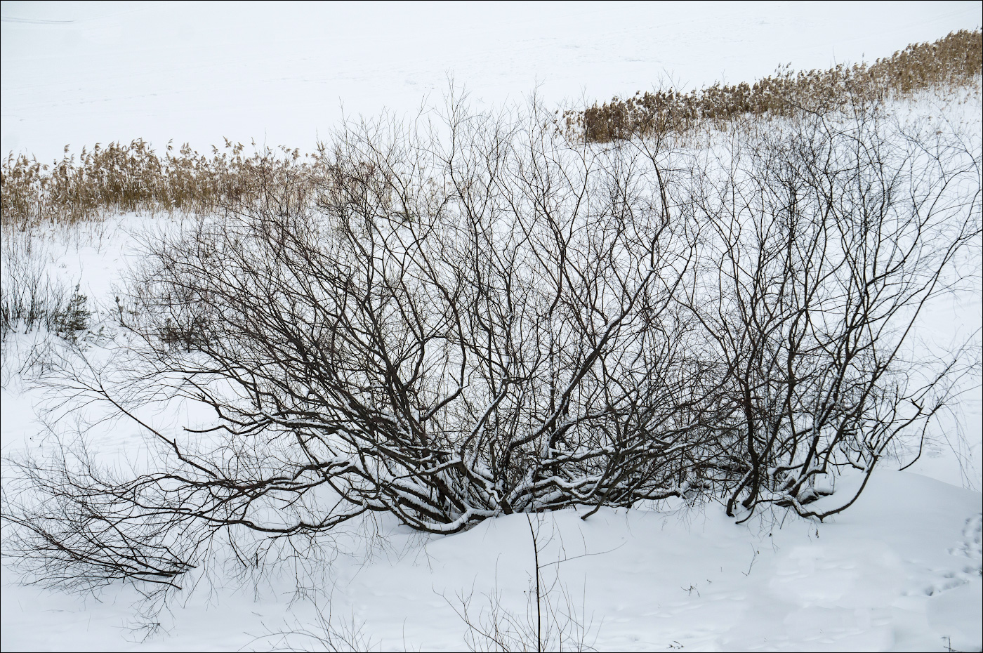 микропрепарат