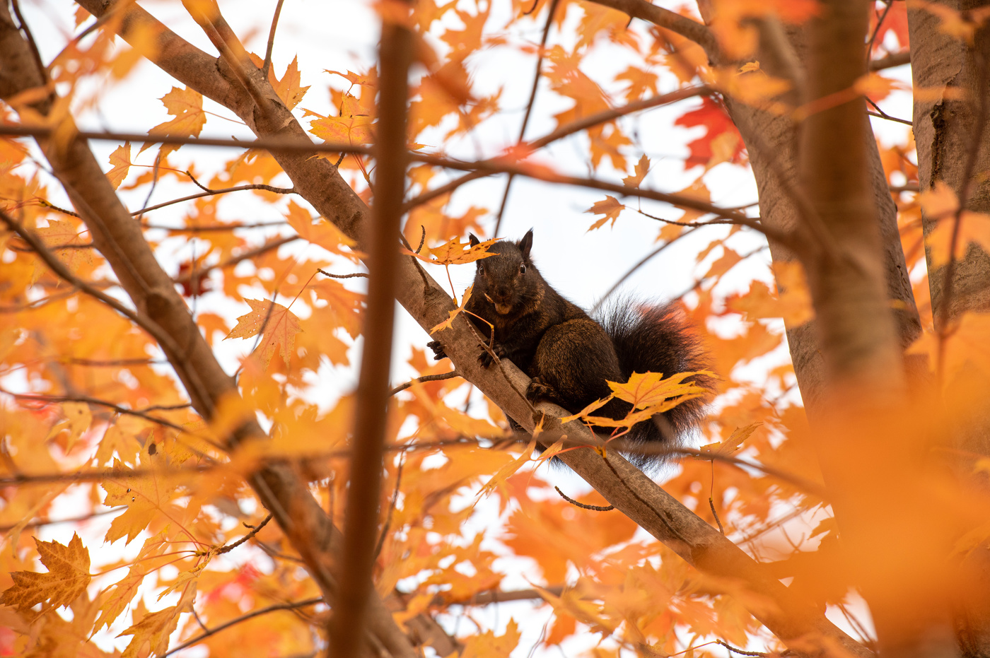 В краю кленовых листьев