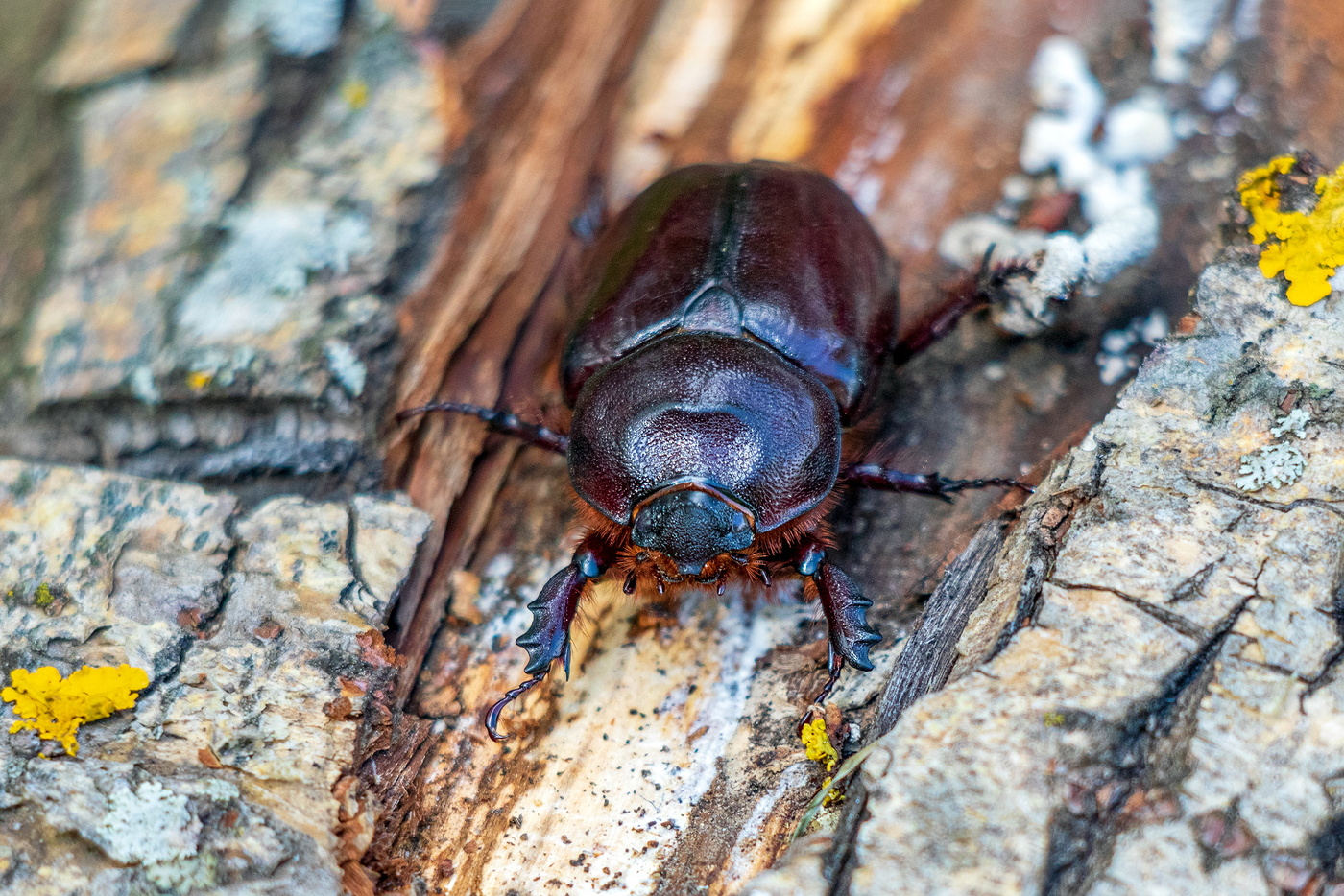 Самочка жука Носорога.