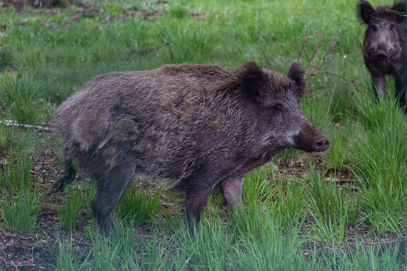 Рыло в "пушку".