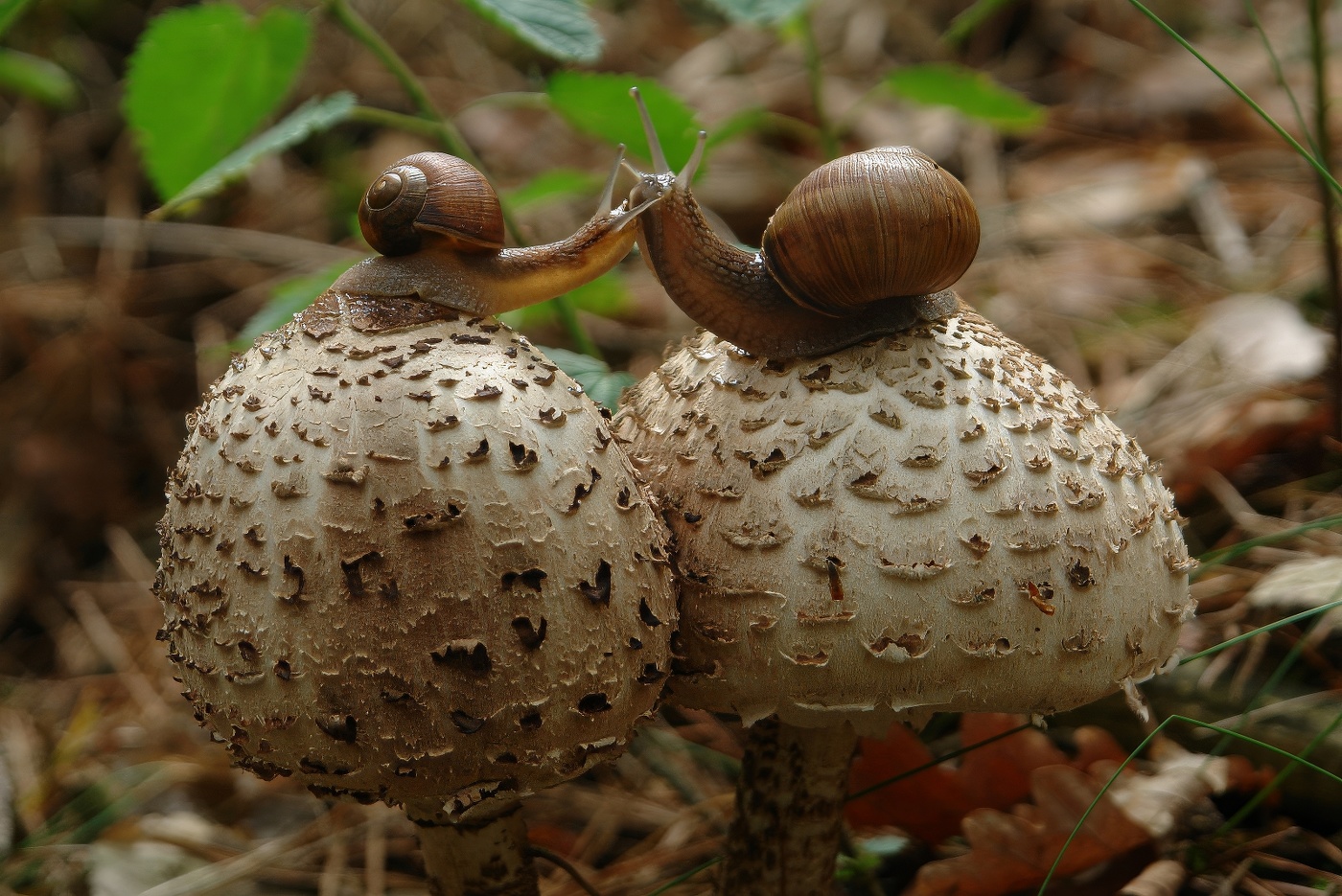 Воздушный поцелуй