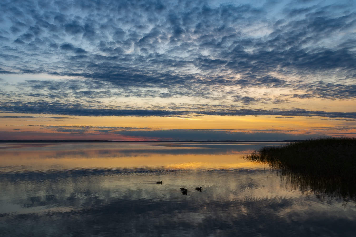 Кряквы Плещеева озера