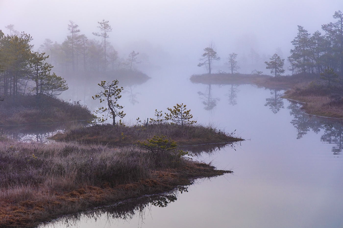 Туман весны