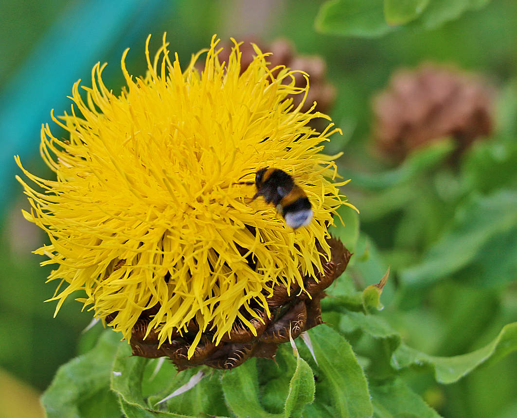 "Ананасик" (Василёк жёлтый крупноголовый)