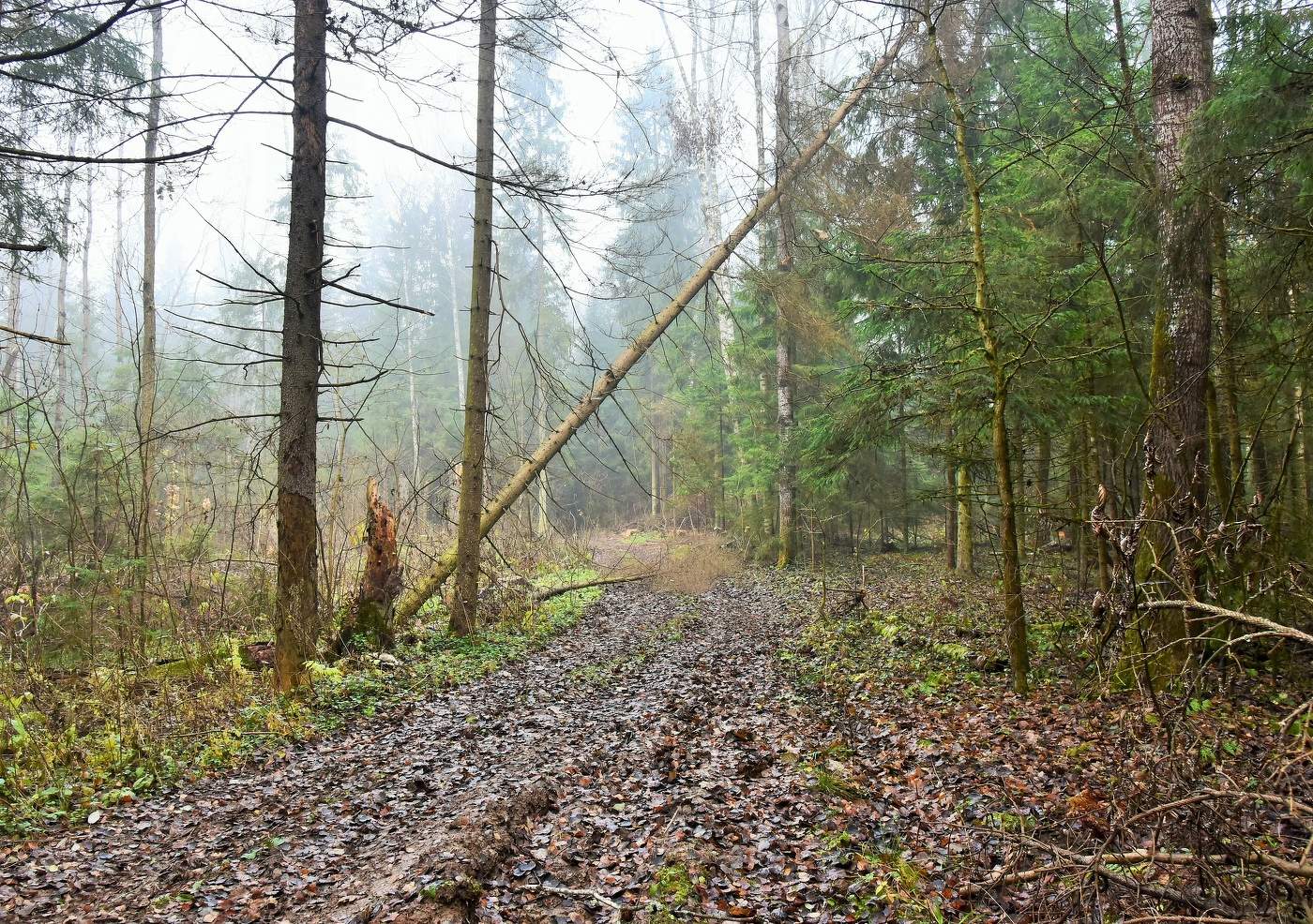 "Воздух пахнет осенними листьями, вперемешку с озоном дождя..."