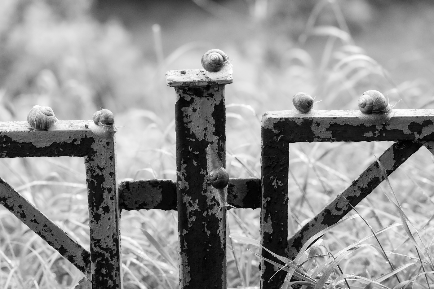 БОЛЬШАЯ ВОДА