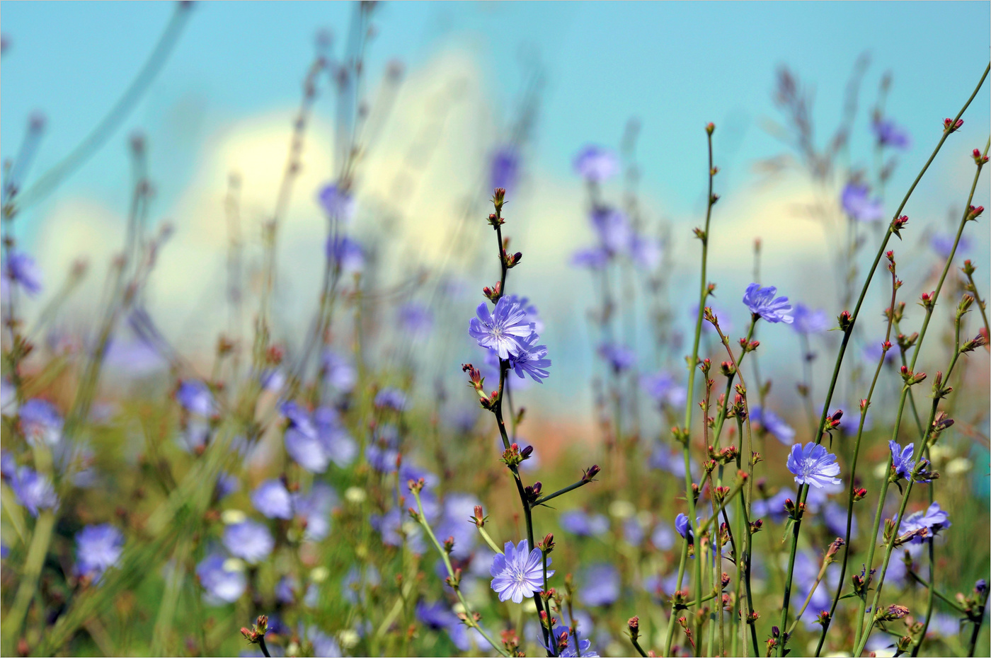 "Струною зазвенело лето..."