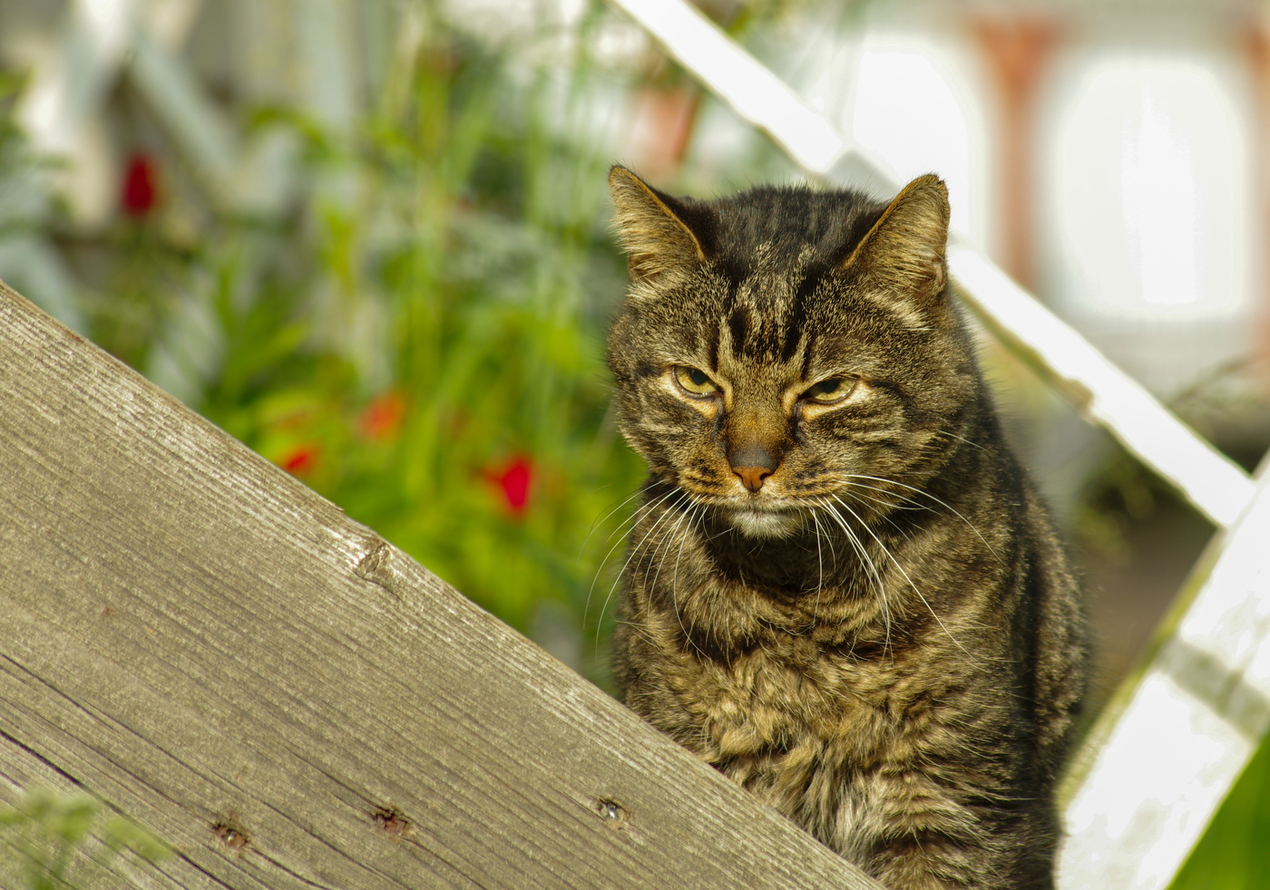 Кот. Восемнадцатое лето.