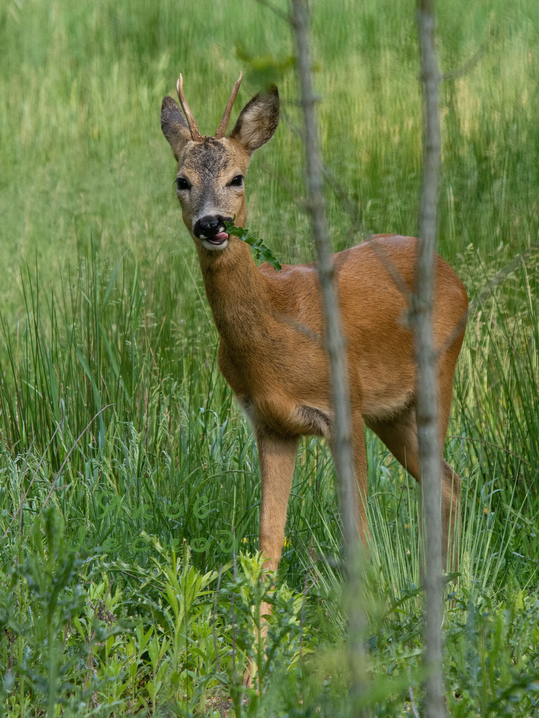 Приятного аппетита!