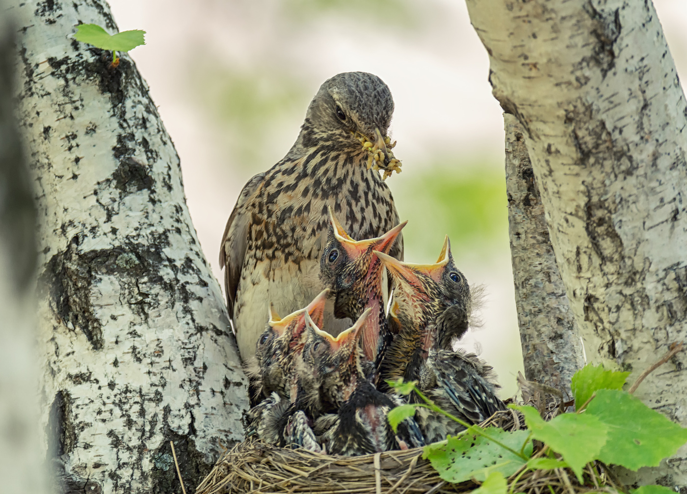Время забот!