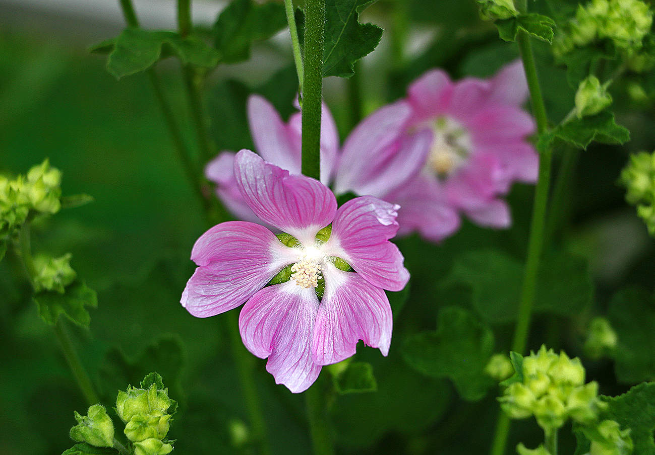 Из мальвовых