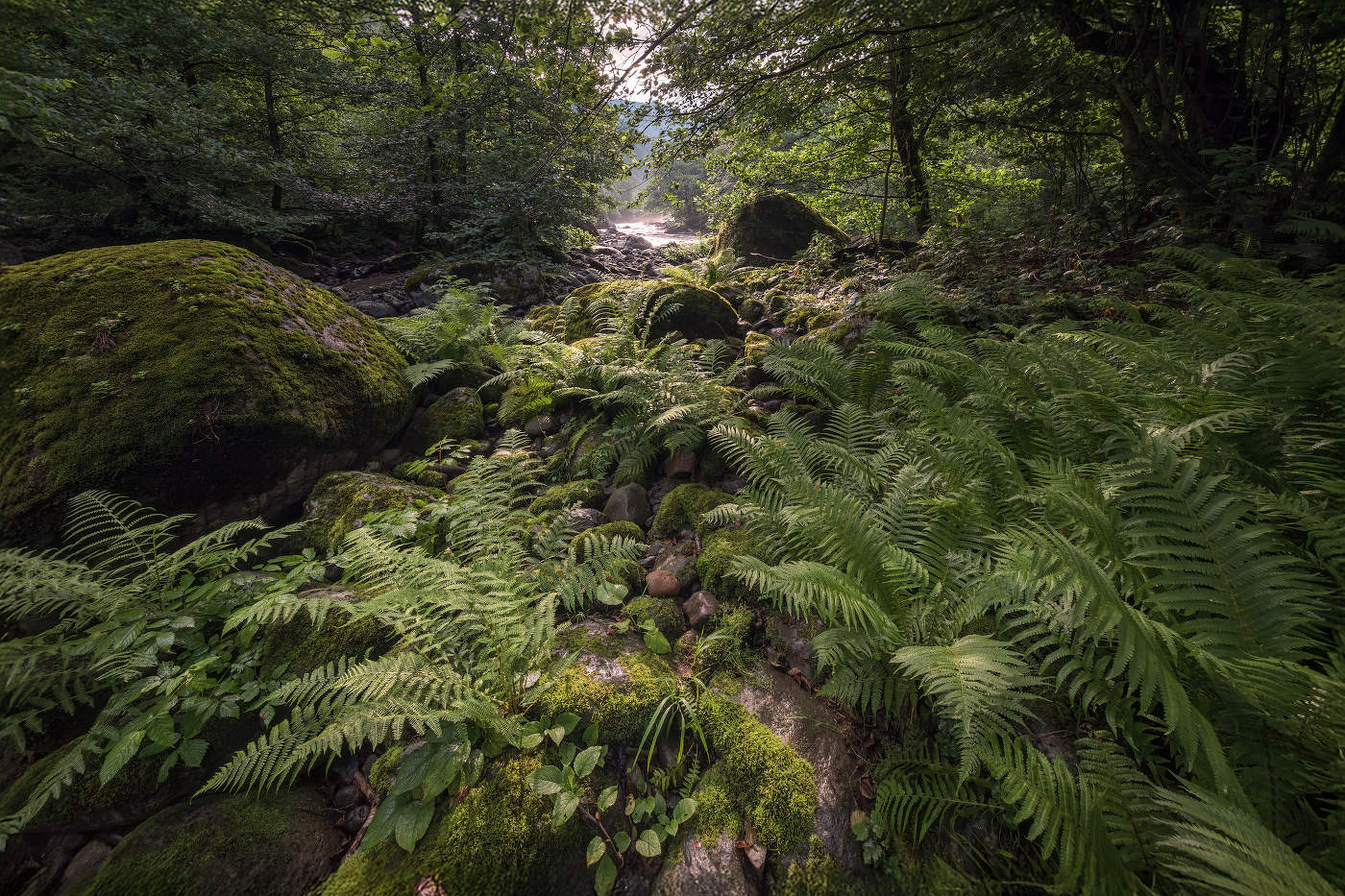 Fern In Chakvi Valley