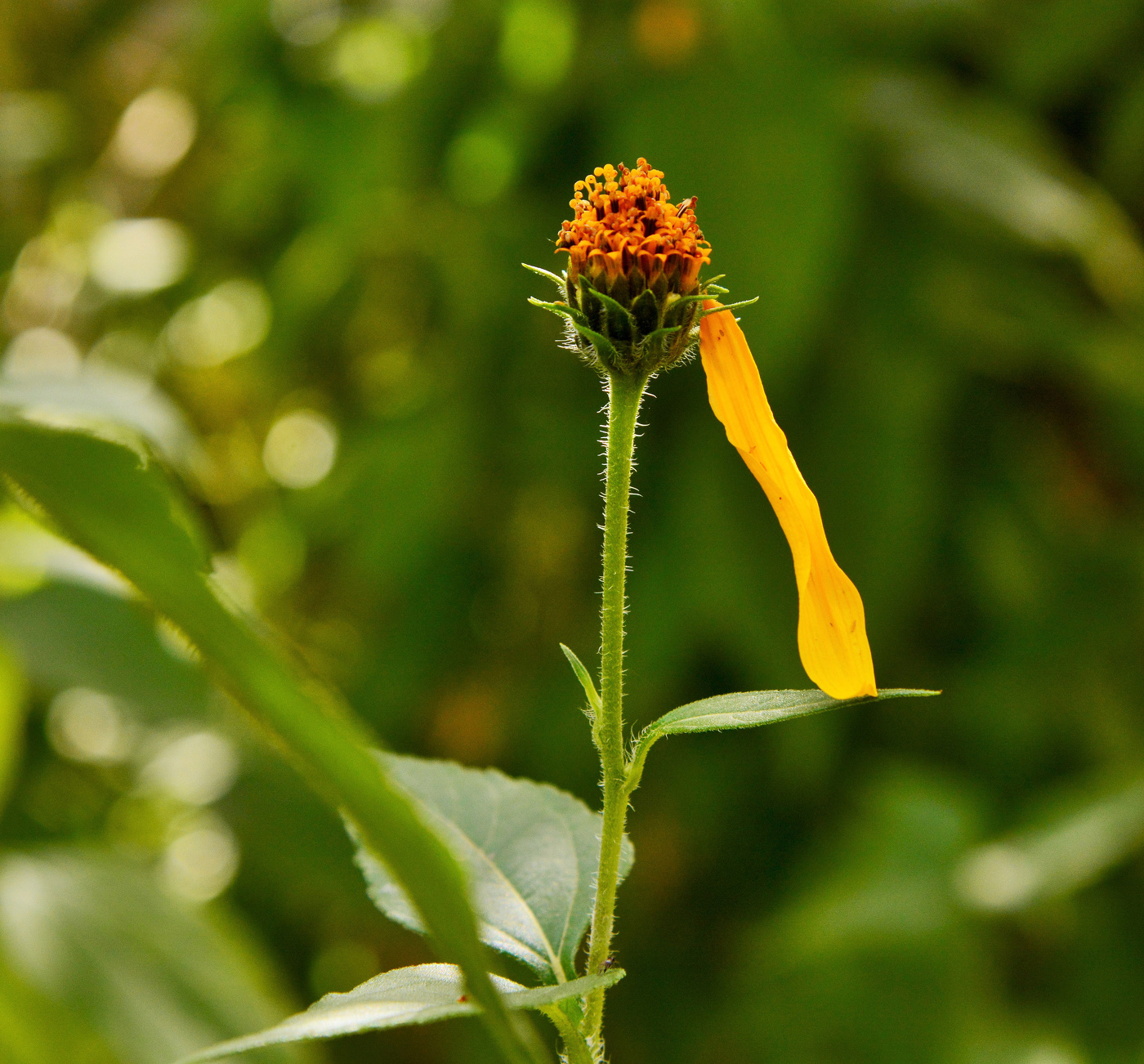 Последний лепесток ...