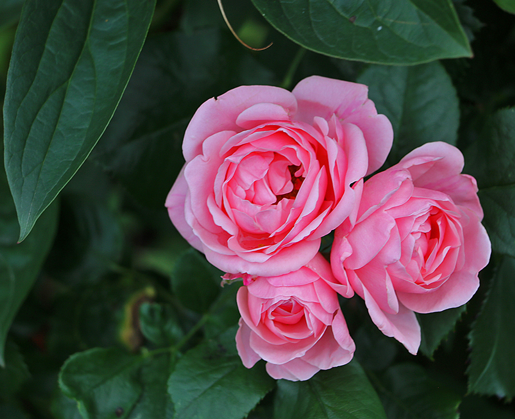 Июльское трио