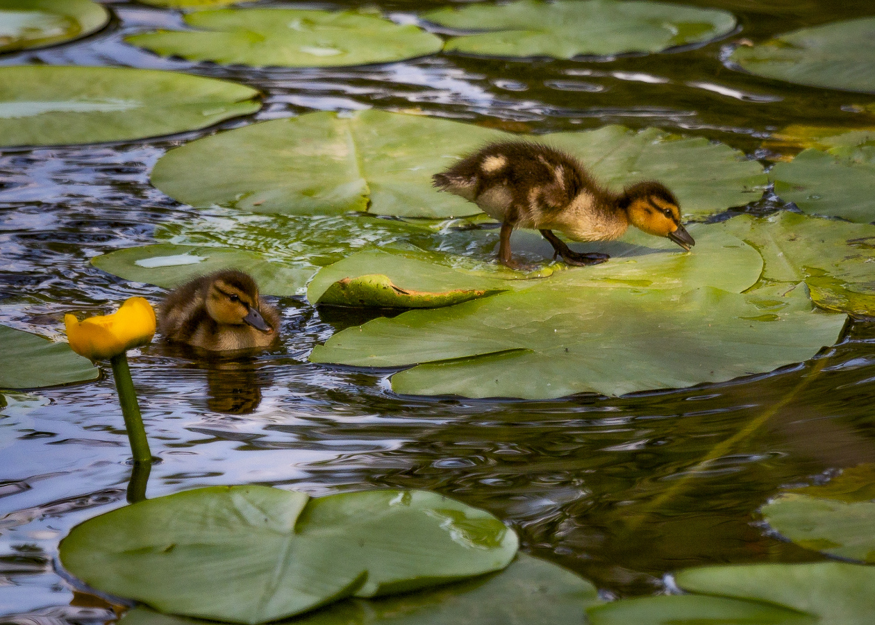 Танец маленьких утят