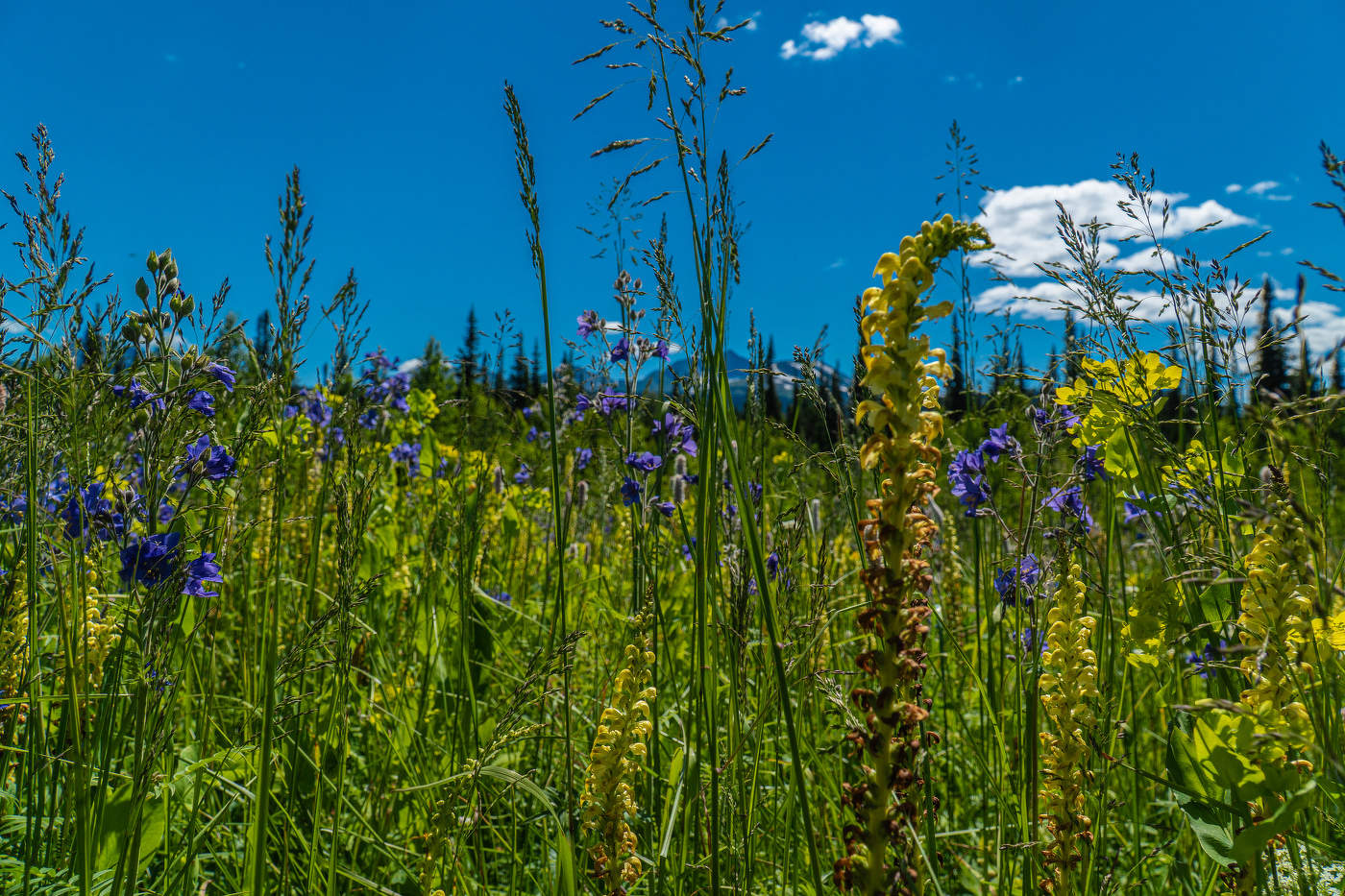 Поднебесные зубья